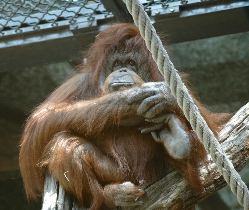 Nénette - Nicolas Philibert