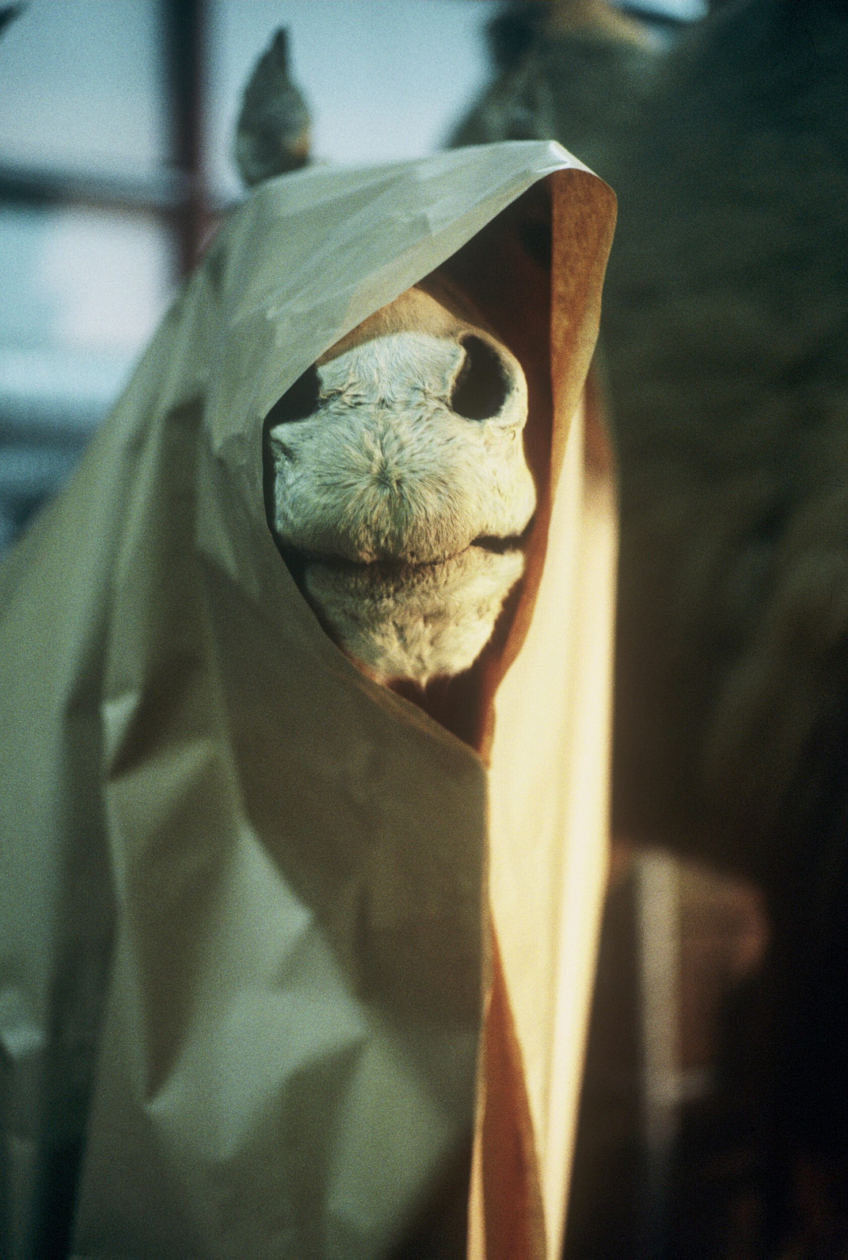 Un animal, des animaux - Nicolas Philibert