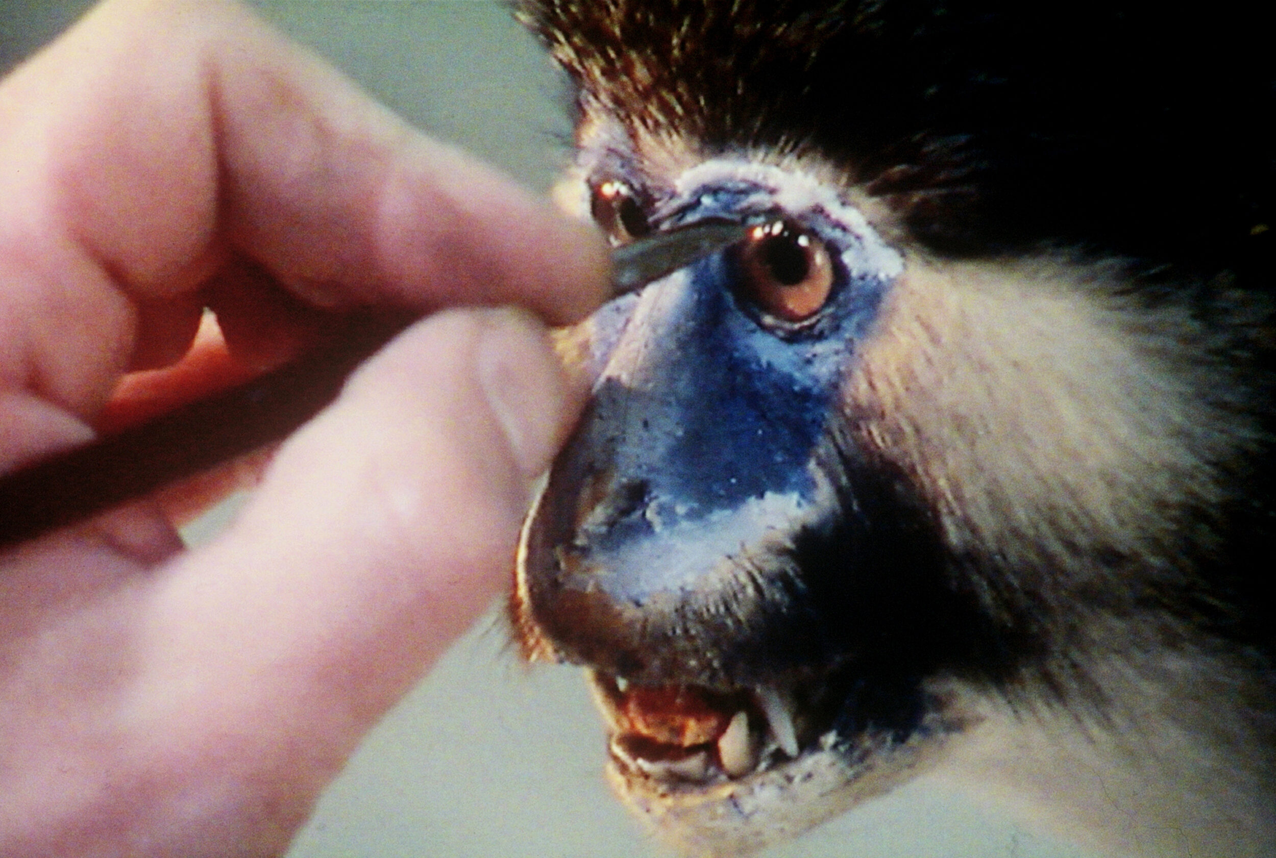 Un animal, des animaux - Nicolas Philibert