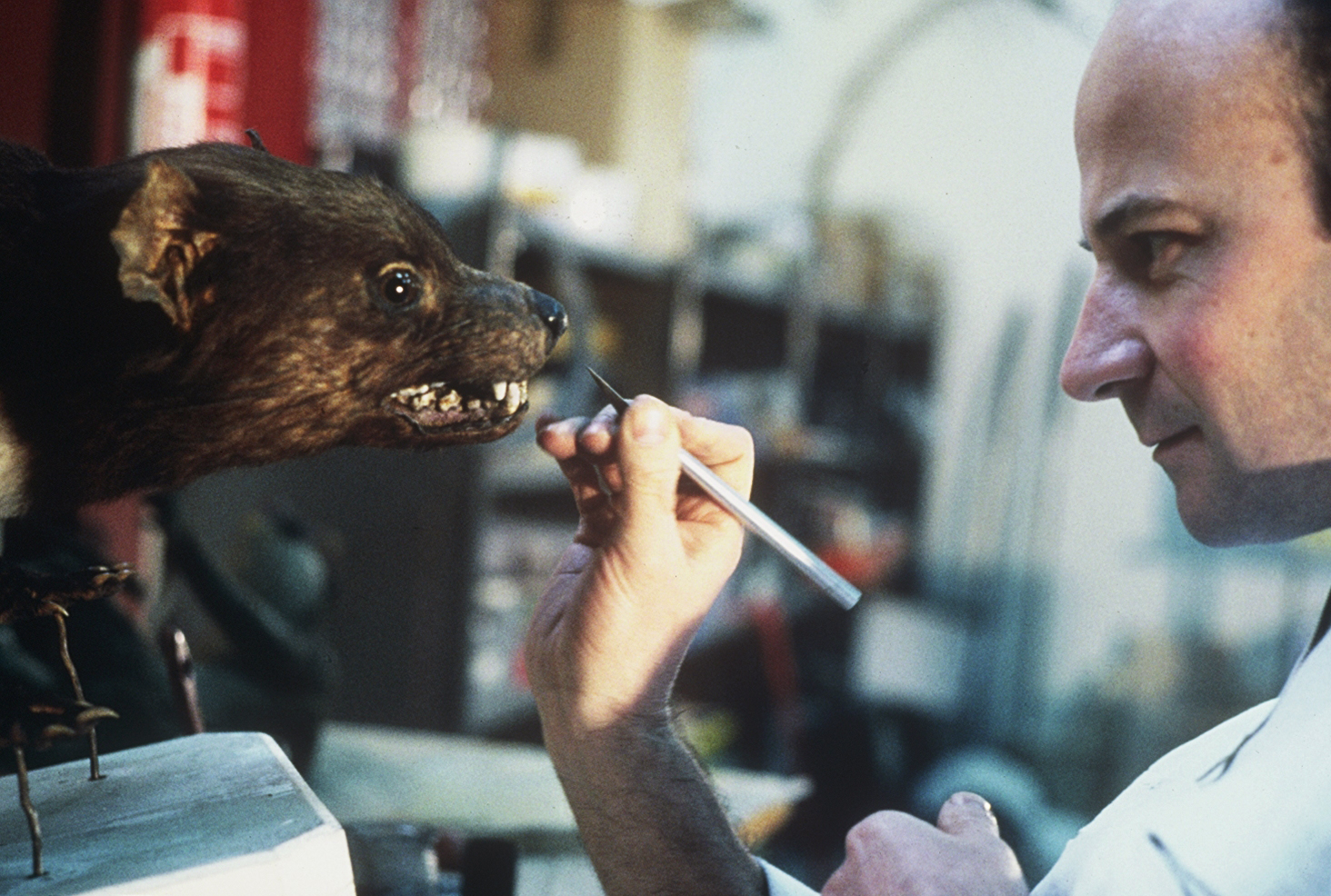 Un animal, des animaux - Nicolas Philibert