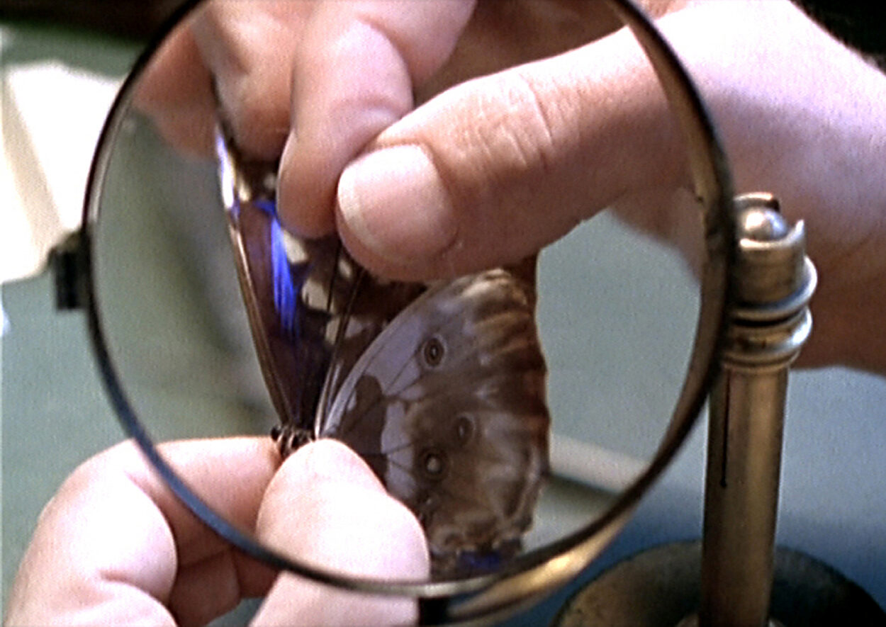 Un animal, animales - Nicolas Philibert