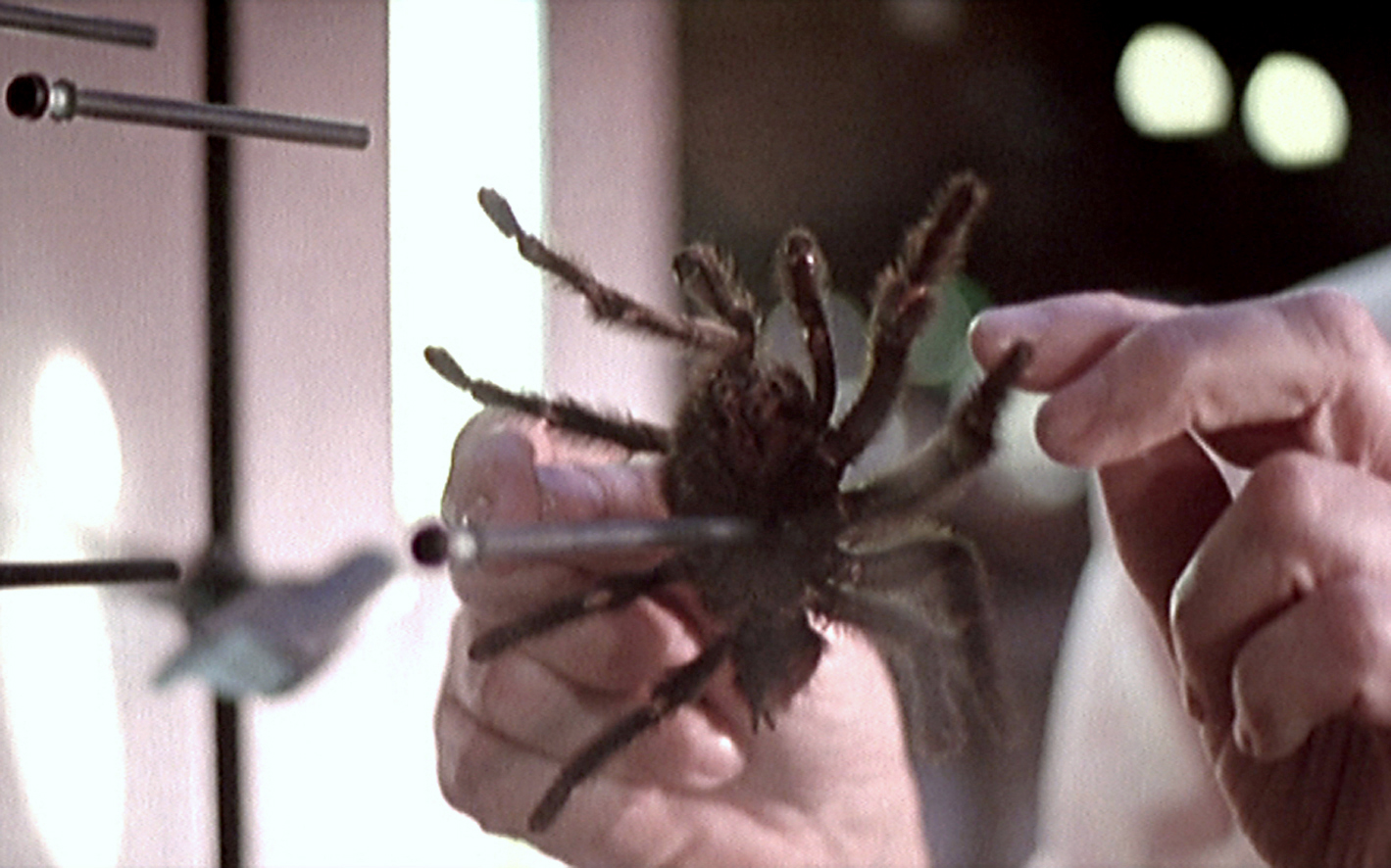 Un animal, des animaux - Nicolas Philibert