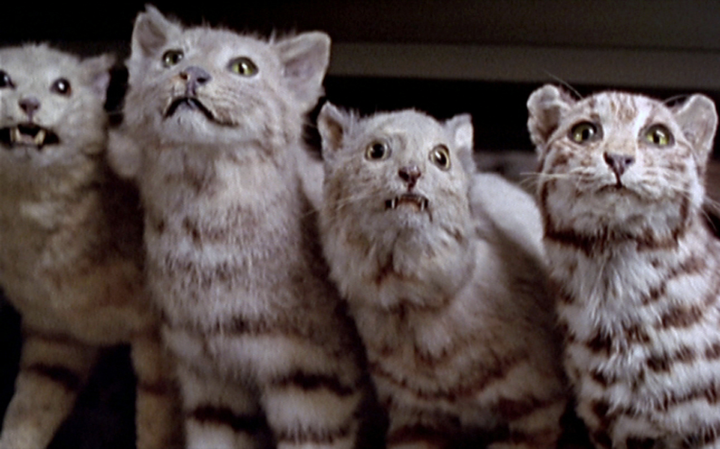 Un animal, des animaux - Nicolas Philibert