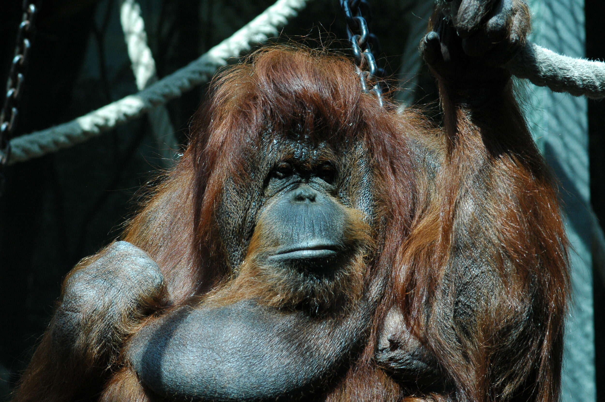 Nénette - Nicolas Philibert