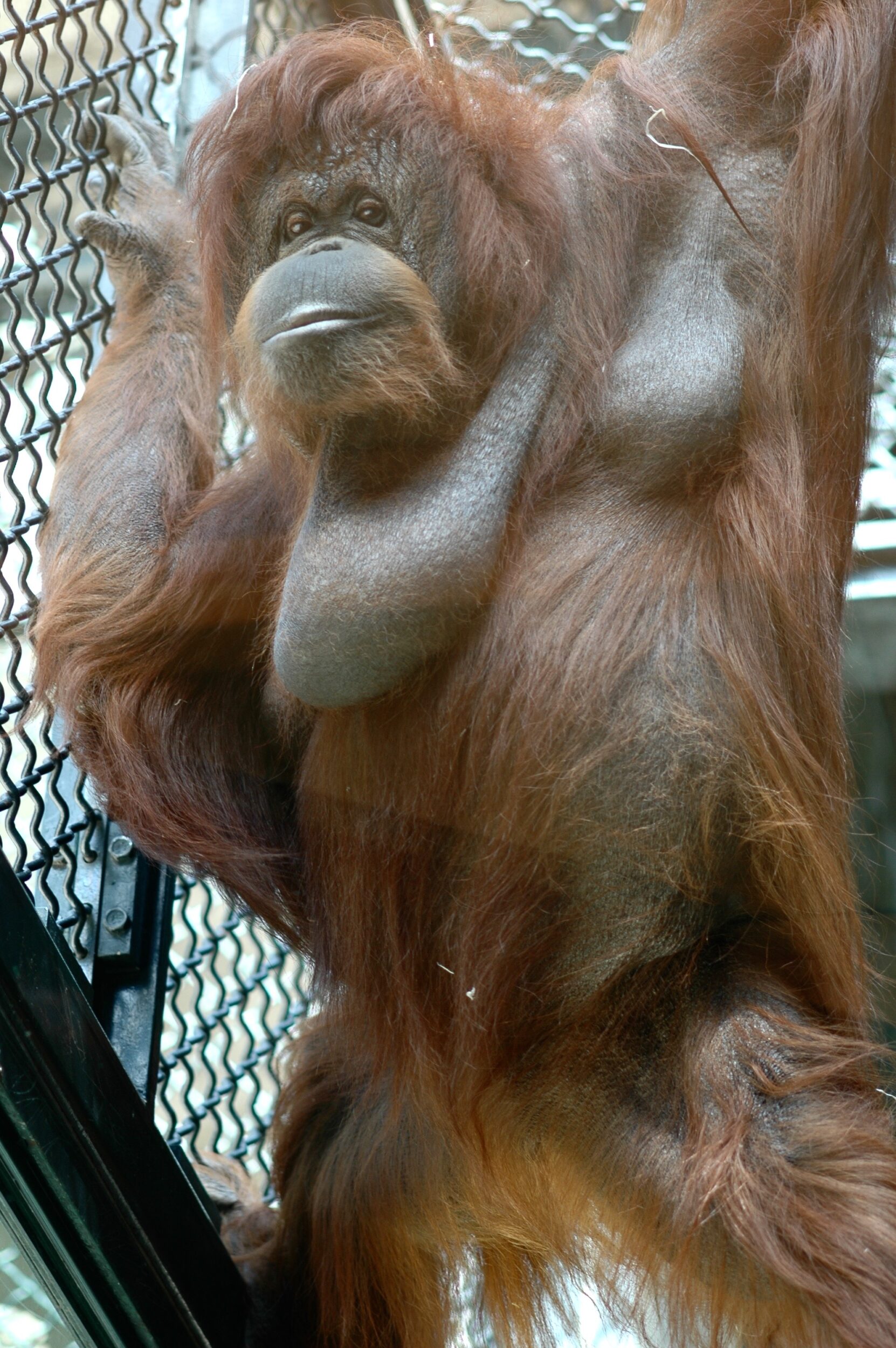 Nénette - Nicolas Philibert