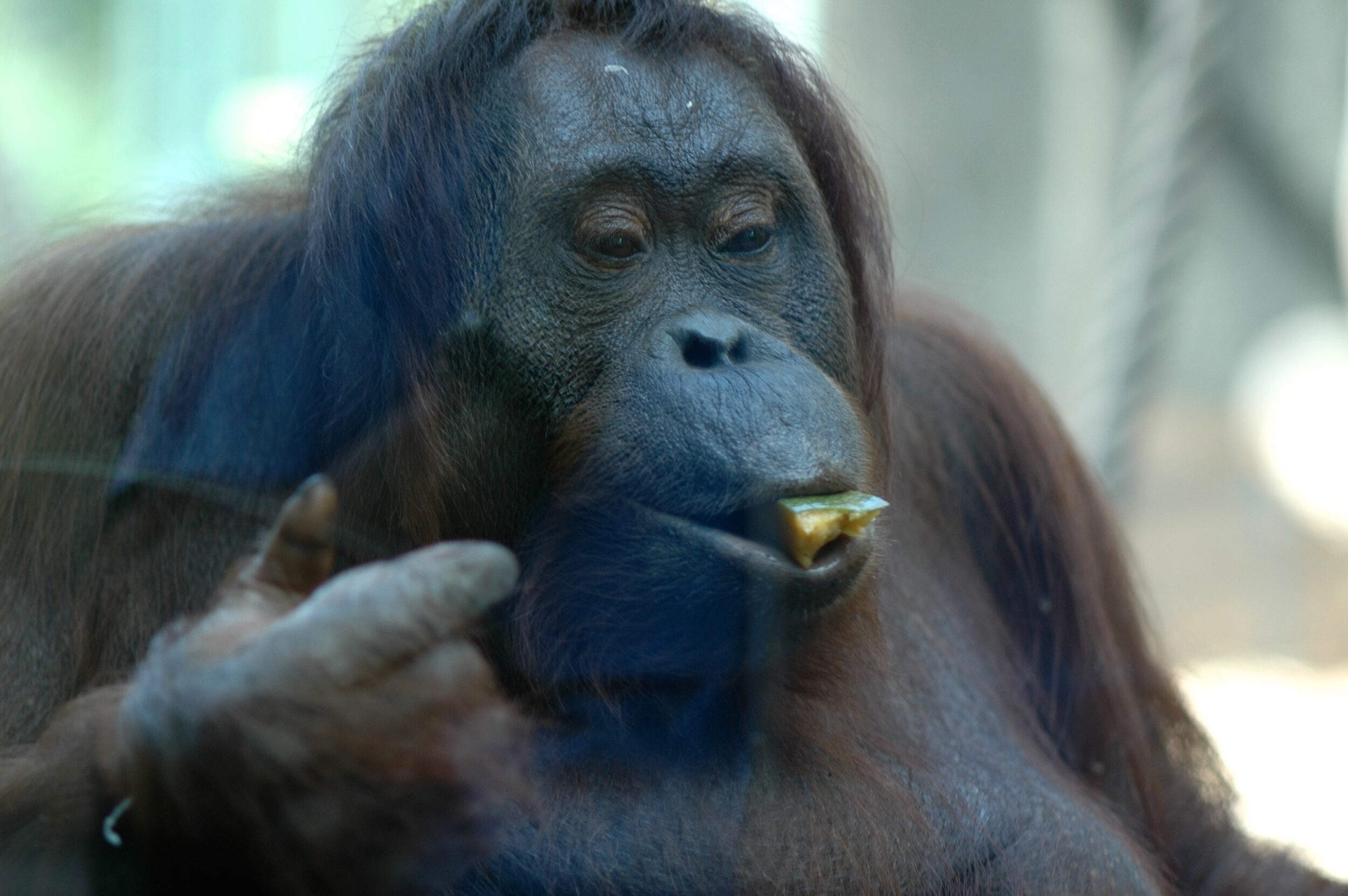 Nénette - Nicolas Philibert