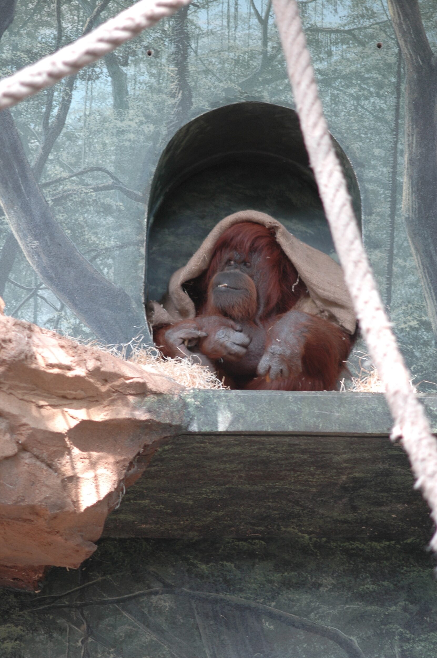 Nénette - Nicolas Philibert