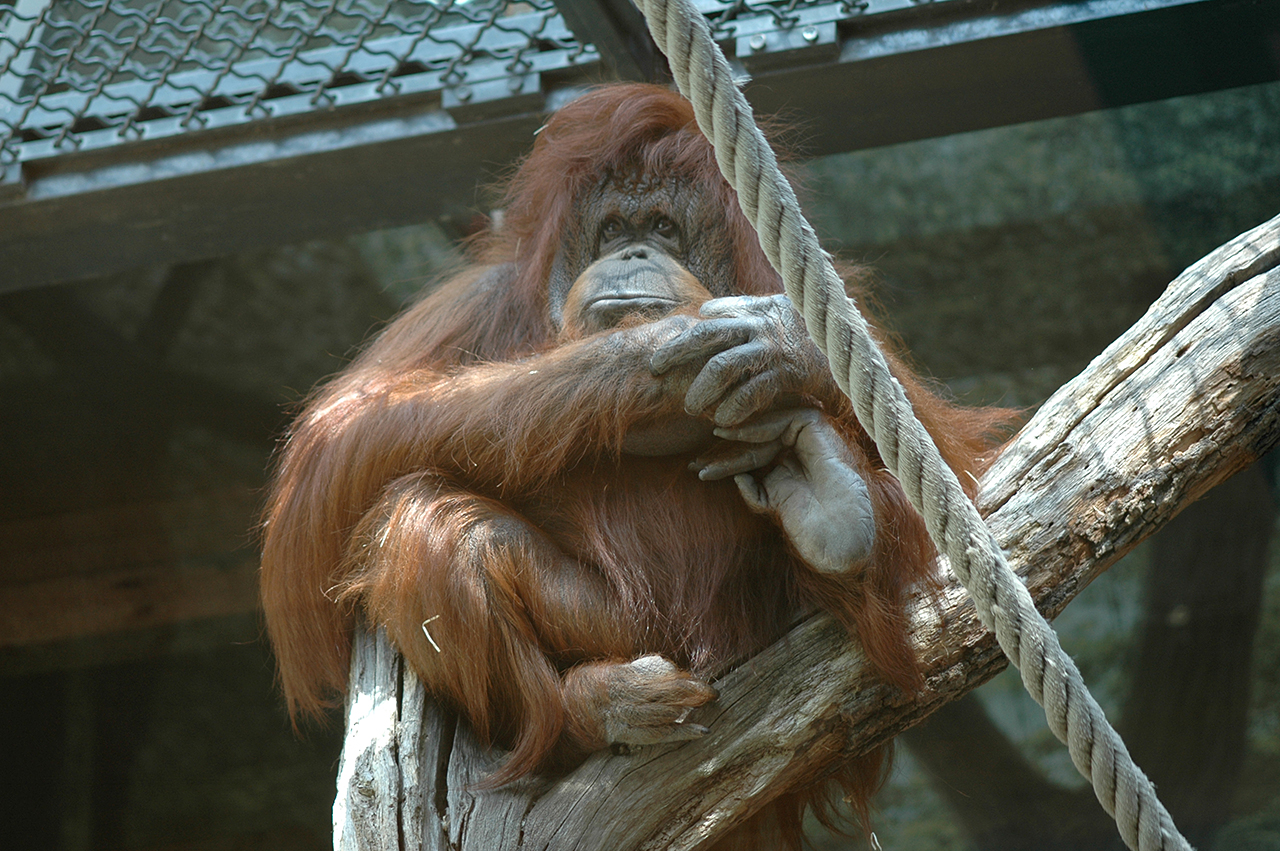 Nénette - Nicolas Philibert