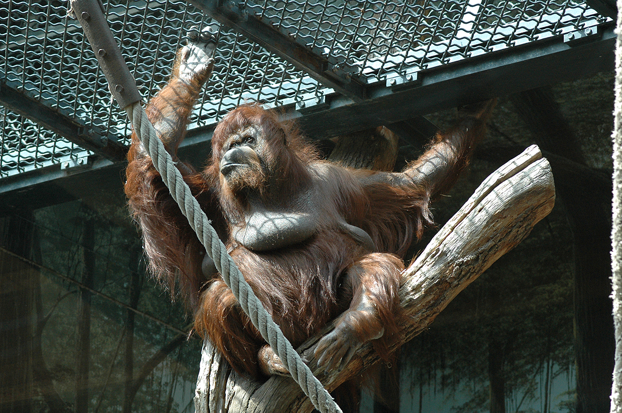 Nénette - Nicolas Philibert