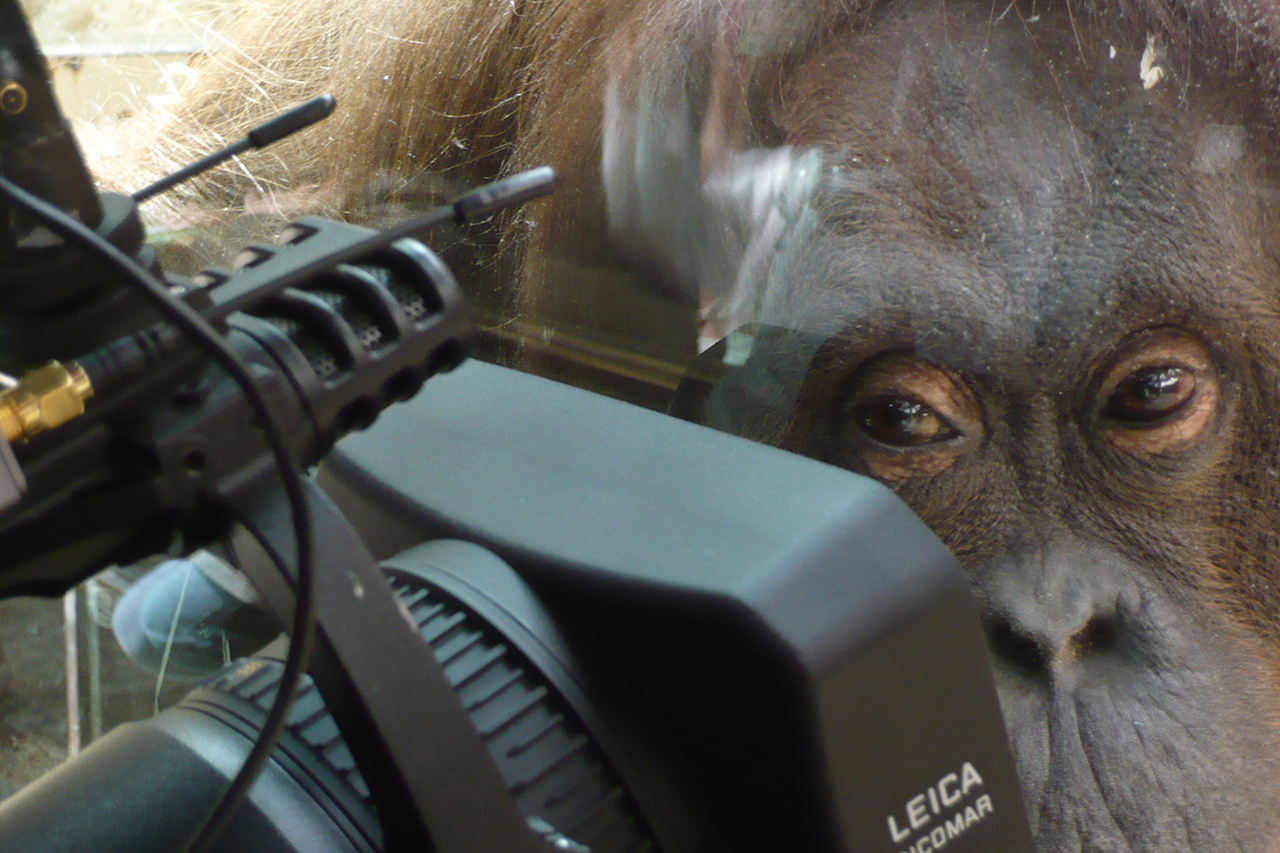 Nénette - Nicolas Philibert