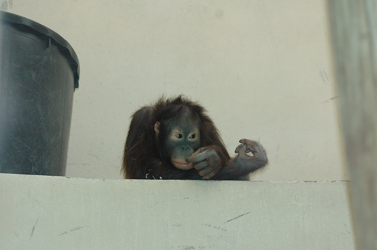 Nénette - Nicolas Philibert