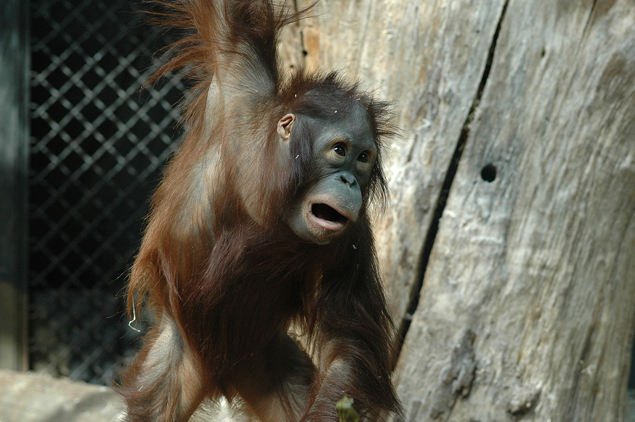 Nénette - Nicolas Philibert