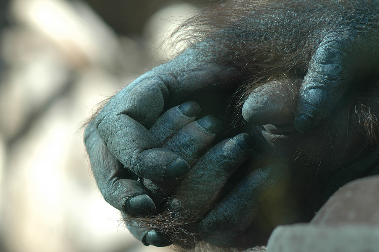 Nénette - Nicolas Philibert