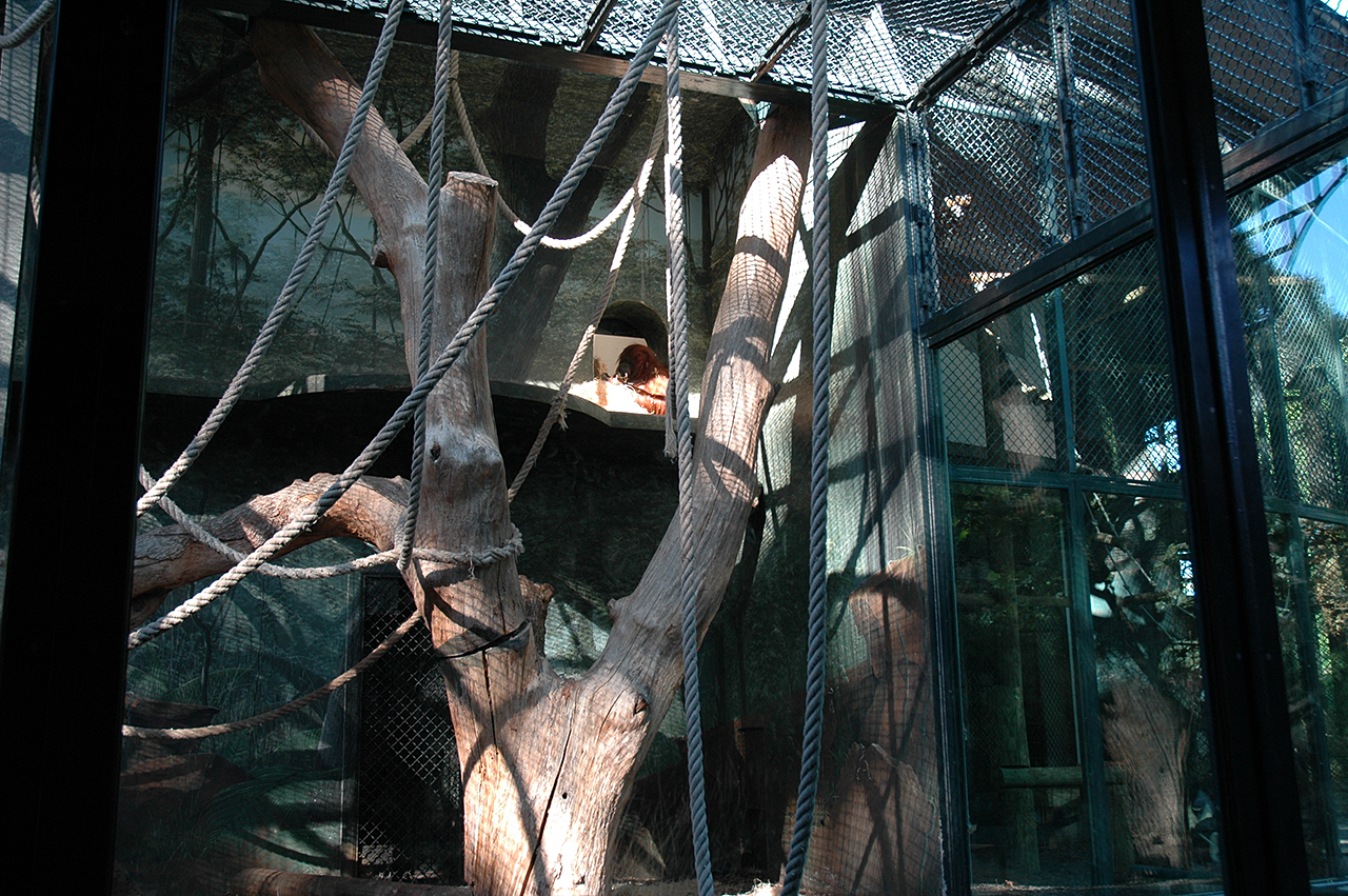 Nénette - Nicolas Philibert