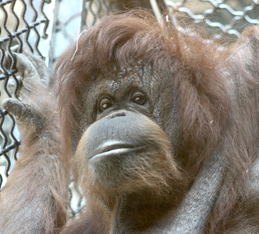 Nénette - Nicolas Philibert